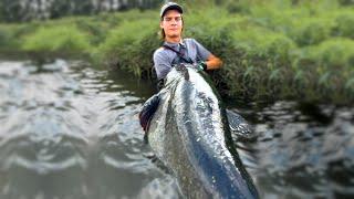 HUGE FISH FROM THE RIVER 