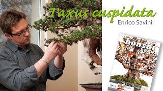 Bonsai Focus Demo Yew - Enrico Savini