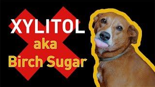 Xylitol and Dogs, A Deadly Combination