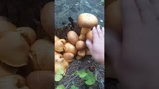 ГИМНОПИЛ  ЮНОНЫ