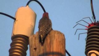 Woodpecker has a bad day