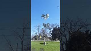 Purple Martins being fed scrambled eggs by Frank Catanzaro on April 20, 2020