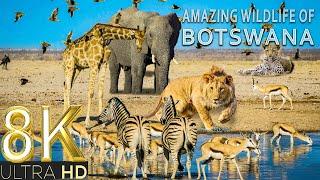 Amazing Wildlife of Botswana in 8K TV HDR 60FPS ULTRA HD | 8K BEAUTIFUL NATURE | RELAXATION MUSIC