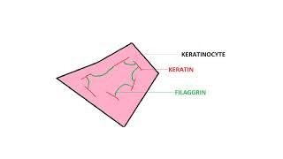 keratinocytes