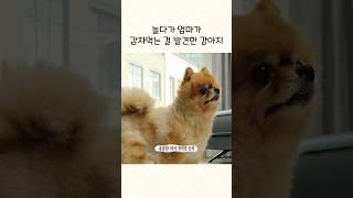 엄마 감자 같이 먹어요!