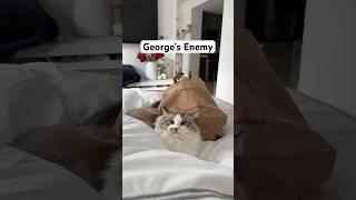 My cat HATES this!! #ragdolls #funnycats #zoomies
