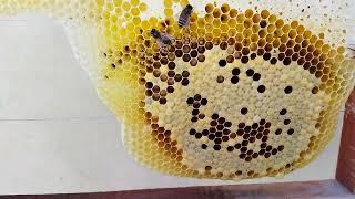 part2*modern bee hive and traditional bee hive Mein Ek Sath kam kaise karen#apisceranaindica#