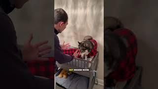 My dog tries to steal his brothers bunk #dog #dogs #husky #huskies #cute