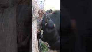 Chimp Just Wants to Climb