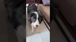 果冻：学会了么？边牧 不养狗不知道养狗的乐趣 狗子技能 双百大萌主 边牧果冻