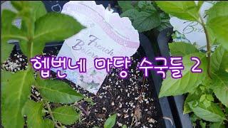  Hepburn's garden  헵번네 집 마당 수국들 ㅡ 2 