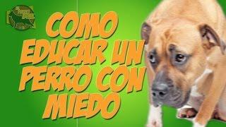 Como Educar un perro miedoso