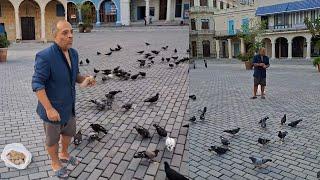 Hasta las palomas del casco histórico de La Habana pasan hambre