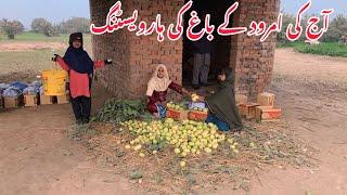 Aj ki amrood ki harvesting/Village life mud house of Pakistan/Iman family vilog