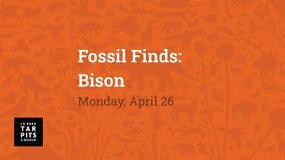 Fossil Finds: Bison