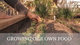 growing our own vegetable - from start to first harvest | epipa storty No. 07 