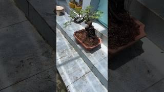 Cây Cảnh 9/7 Bonsai Thơ ️️