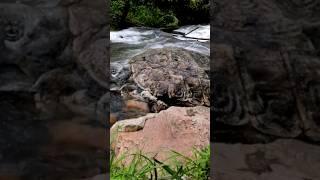 Petrified Giant Turtle Found In Peru