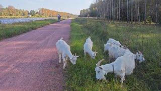 Велозаезд по велодорожке Яхрома-Дубна. ВАЖНЫЙ АНОНС!