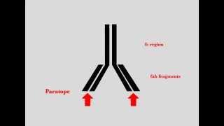 Immunohistochemistry / Immunolabeling