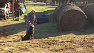 Bruiser the English Shepherd