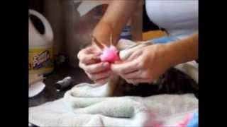 Chicken Bumblefoot Bandaging HOW-TO