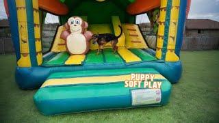 Dog Has Time Of His Life At Soft Play  | PAWSOME PETS