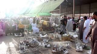 Biggest Pigeon Street Bird's market in Riyadh Saudi Arabia - (pet Animal Market Riyadh) (kabootar)