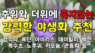 추위와 더위에 죽지 않는 강력한 야생화 추천  - 정원에 심으면 좋은 꽃 (겹작약, 목단, 아이리스, 데이릴리, 백선, 복수초, 노루귀, 리모늄, 관동화 등)