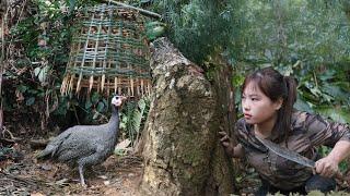 Discovered traces of giant forest birds, made traps to catch them, survival alone