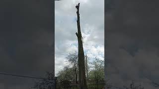 Спилили дерево возле частного дома (2), май 2021