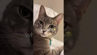 Funny animal videos I found on Instagram and Tiktok #shorts #funnyanimals #cat #funnypets #funny