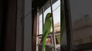 parrot sound  #parrot #talkingparrot #birds #cute #talkingbird #talkingparot #cutebird
