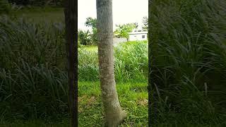 #trending #shorte video #Ak Akash vlogs bd