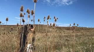 Harvesting And Using Teasel Root