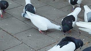 UWAGA!! ROZMOWY W TOKU !! DZIŚ KAWKA BEZ KAWKI  TAKIE PTAKI U MNIE LATAJĄ..KARMIENIE ASÓW 