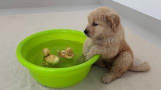 [ASMR] Funny golden retriever puppy wants to swim with the ducklings,much to the cat's surprise!cute
