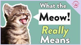 Cats' Meowing: Why They Meow & What it REALLY Means!