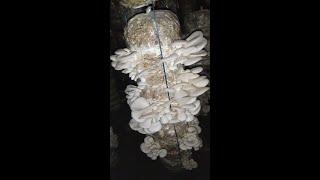 Oyster Mushroom from Rama's Farm