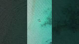 渡嘉敷島の海が綺麗過ぎた#okinawa #sea #海のある生活 #beach #dji #drone #空撮 #渡嘉敷島
