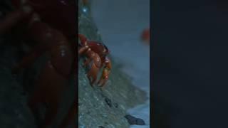 Crabs Laying Eggs in the Ocean | Incredible Video