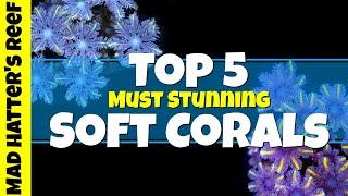 Top 5 Must Stunning Soft Corals