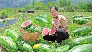 Harvest Big Watermelon and bring them to the market sell, cooking | Emma Daily Life