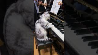 Pianista dell'anno | #animals pet fix Milan#funnyanimal