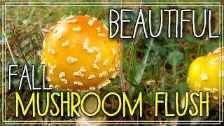 Beautiful Fall Mushroom Flush