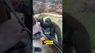 Невероятно Умная Обезьяна 