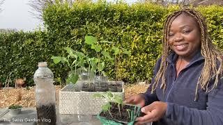 Potting Up Okra Seedlings in Recyclable Plastic Bottles #singleseedchallenge2022/ TheSwissGardenVlog