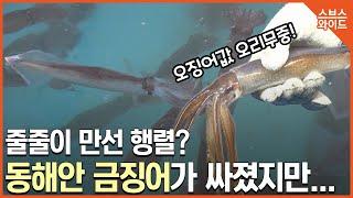 금어기가 끝나자마자 돌아온 오징어! 올해는 꼭 먹을테다.