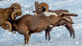 Bighorn Headbutting Battle in Canada's Rockies