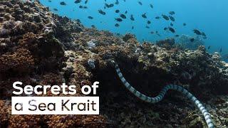 Meet the Sea Krait